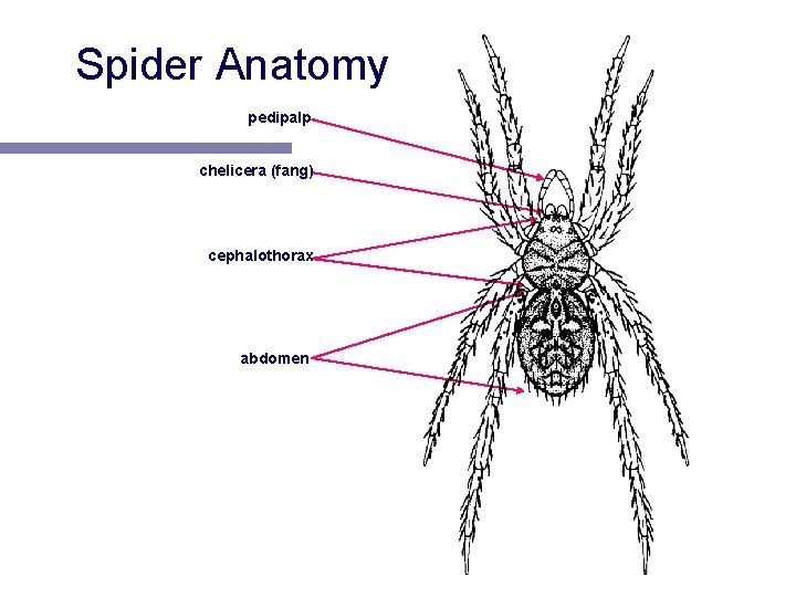 Spider Anatomy pedipalp chelicera (fang) cephalothorax narrow waist abdomen 