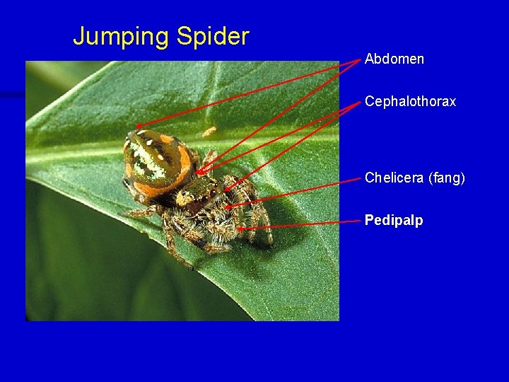 Jumping Spider Abdomen Cephalothorax Chelicera (fang) Pedipalp 