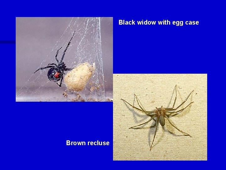 Black widow with egg case Brown recluse 