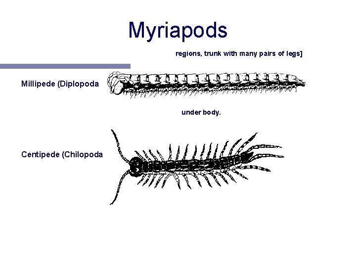 Myriapods [one pair of antennae, head & trunk regions, trunk with many pairs of