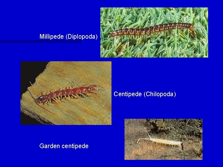 Millipede (Diplopoda) Centipede (Chilopoda) Garden centipede 