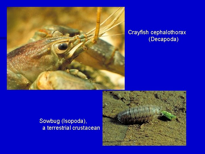 Crayfish cephalothorax (Decapoda) Sowbug (Isopoda), a terrestrial crustacean 