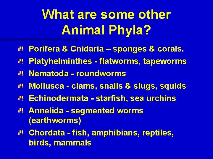 What are some other Animal Phyla? Porifera & Cnidaria – sponges & corals. Platyhelminthes