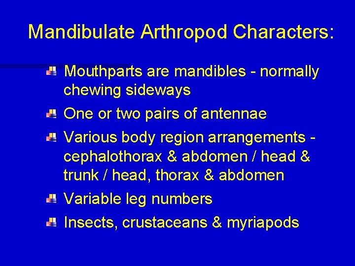 Mandibulate Arthropod Characters: Mouthparts are mandibles - normally chewing sideways One or two pairs
