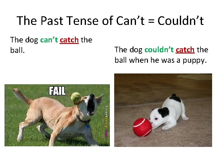 The Past Tense of Can’t = Couldn’t The dog can’t catch the ball. The The Past Tense of Can’t = Couldn’t The dog can’t catch the ball. The