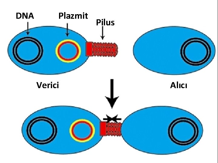 DNA Plazmit Verici Pilus Alıcı 