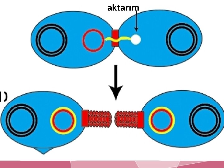 aktarım 