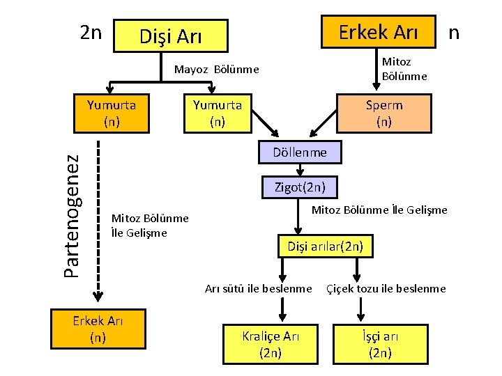 2 n Erkek Arı Dişi Arı Mitoz Bölünme Mayoz Bölünme Partenogenez Yumurta (n) Sperm