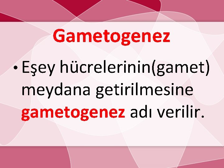 Gametogenez • Eşey hücrelerinin(gamet) meydana getirilmesine gametogenez adı verilir. 