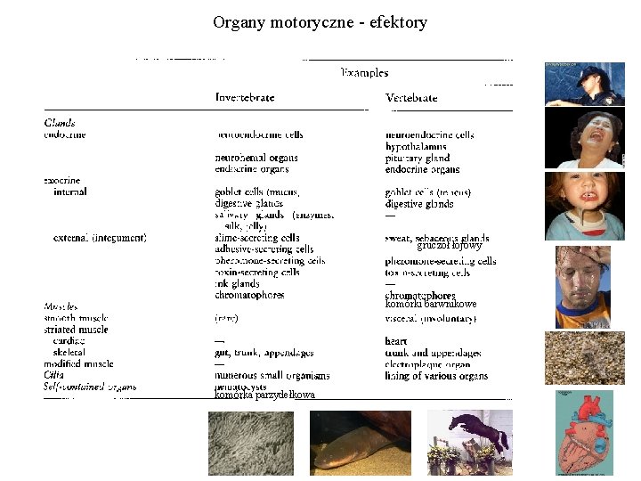 Organy motoryczne - efektory gruczoł łojowy komórki barwnikowe komórka parzydełkowa 
