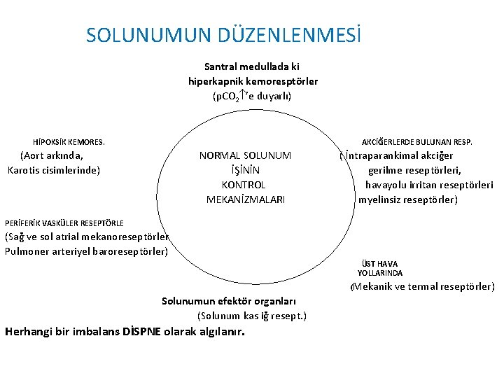 SOLUNUMUN DÜZENLENMESİ Santral medullada ki hiperkapnik kemoresptörler (p. CO 2 ’e duyarlı) HİPOKSİK KEMORES.
