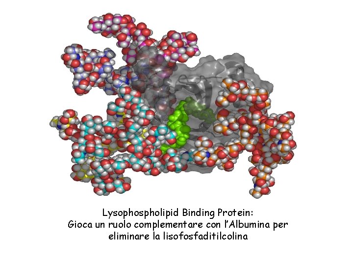 Lysophospholipid Binding Protein: Gioca un ruolo complementare con l’Albumina per eliminare la lisofosfaditilcolina 