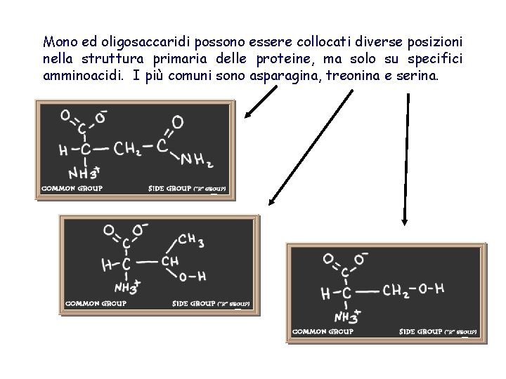 Mono ed oligosaccaridi possono essere collocati diverse posizioni nella struttura primaria delle proteine, ma