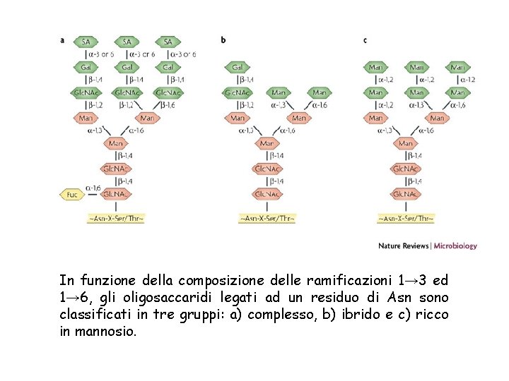 In funzione della composizione delle ramificazioni 1→ 3 ed 1→ 6, gli oligosaccaridi legati