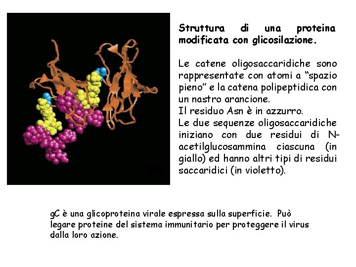 Struttura di una proteina modificata con glicosilazione. Le catene oligosaccaridiche sono rappresentate con atomi