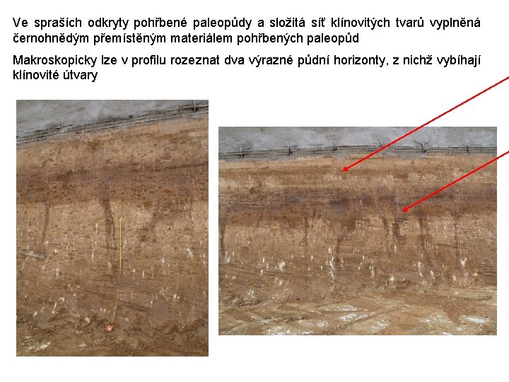Ve spraších odkryty pohřbené paleopůdy a složitá síť klínovitých tvarů vyplněná černohnědým přemístěným materiálem Ve spraších odkryty pohřbené paleopůdy a složitá síť klínovitých tvarů vyplněná černohnědým přemístěným materiálem