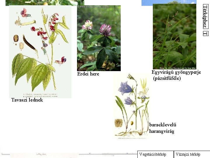 Cseres tölgyesek (Quercetum-petraeae-cerris) A cseres tölgyesek 250 -450 m tengerszint feletti és egyébmagasságoknál alakultak