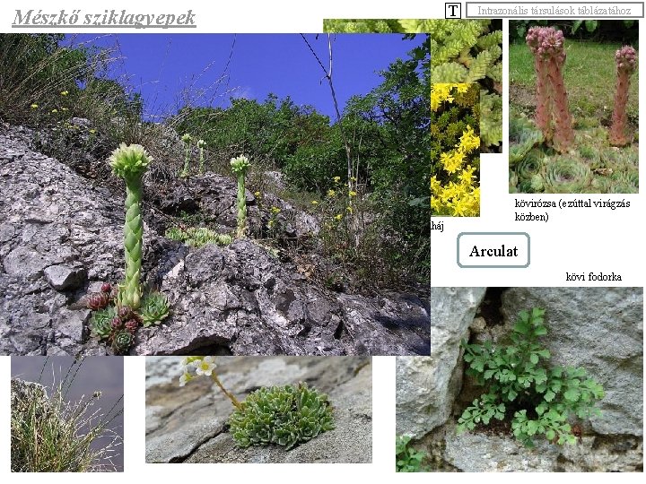 T Mészkő sziklagyepek Intrazonális társulások táblázatához Hegységeinkben a kitettség miatt sok helyen nehezen alakul