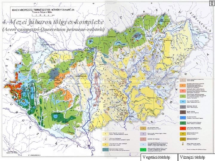 T 4. Mezei juharos tölgyes komplexe (Aceri campestri-Quercetum petraeae-roboris) Vegetációtérkép Vízrajzi térkép 