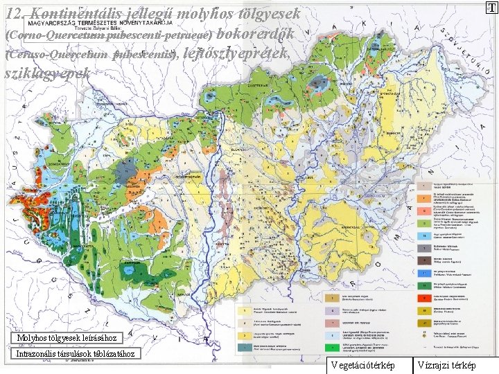 T 12. Kontinentális jellegű molyhos tölgyesek (Corno-Quercetum pubescenti-petraeae) bokorerdők (Ceraso-Quercetum pubescentis), lejtősztyeprétek, sziklagyepek Molyhos