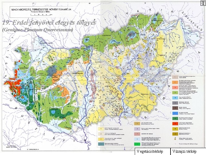 T 19. Erdei fenyővel elegyes tölgyes (Genistae-Pinetum Quercetosum) Vegetációtérkép Vízrajzi térkép 