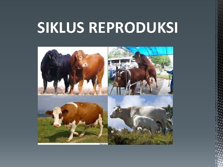 SIKLUS REPRODUKSI 