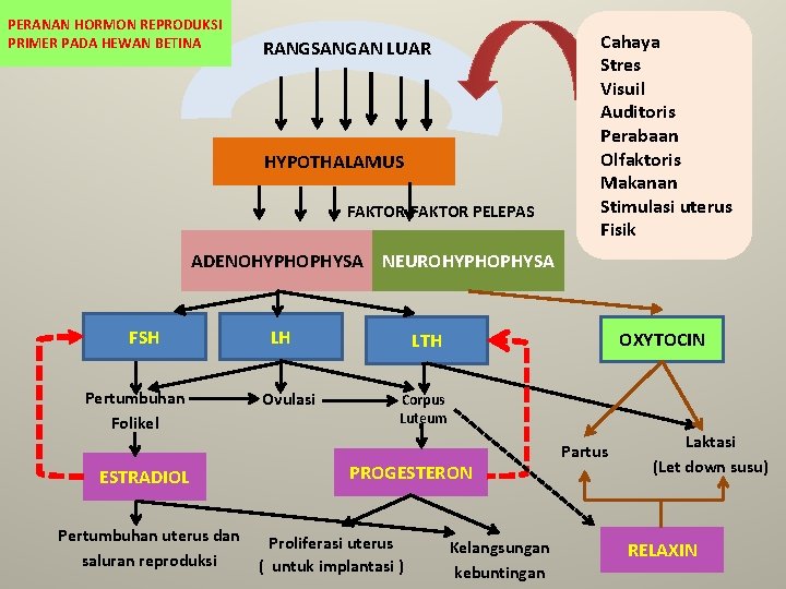 PERANAN HORMON REPRODUKSI PRIMER PADA HEWAN BETINA RANGSANGAN LUAR HYPOTHALAMUS FAKTOR-FAKTOR PELEPAS Cahaya Stres