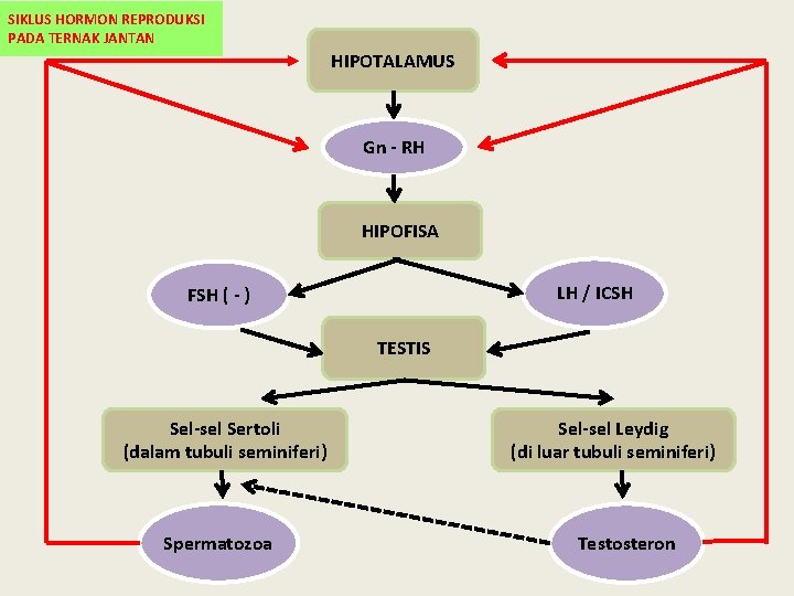 SIKLUS HORMON REPRODUKSI PADA TERNAK JANTAN HIPOTALAMUS Gn - RH HIPOFISA LH / ICSH