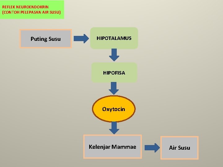 REFLEK NEUROENDOKRIN (CONTOH PELEPASAN AIR SUSU) Puting Susu HIPOTALAMUS HIPOFISA Oxytocin Kelenjar Mammae Air