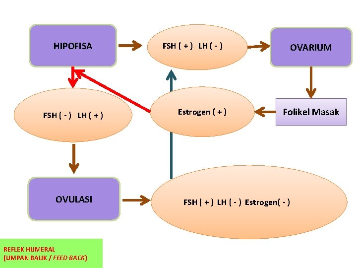 HIPOFISA FSH ( - ) LH ( + ) OVULASI REFLEK HUMERAL (UMPAN BALIK