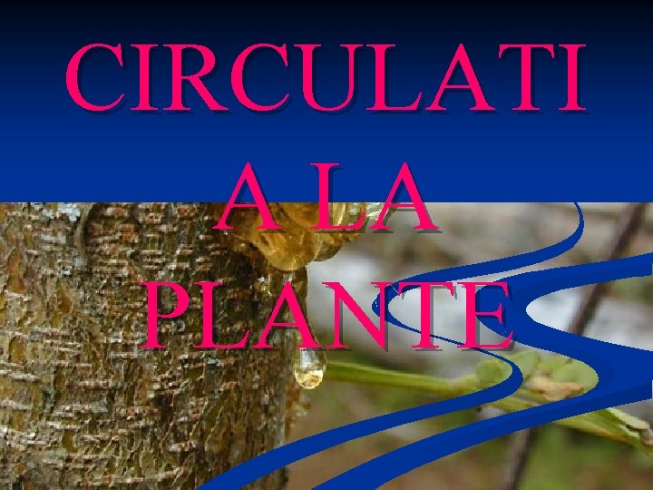 CIRCULATI A LA PLANTE 