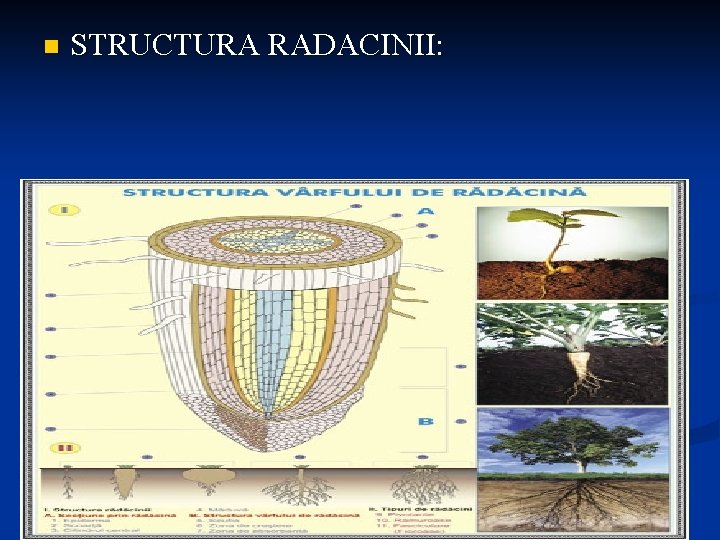 n STRUCTURA RADACINII: 