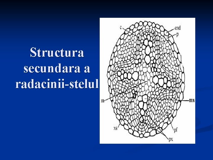 Structura secundara a radacinii-stelul Sistemul 