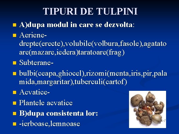 TIPURI DE TULPINI A)dupa modul in care se dezvolta: n Aerienedrepte(erecte), volubile(volbura, fasole), agatato