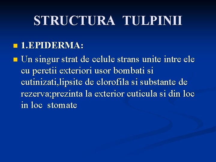 STRUCTURA TULPINII 1. EPIDERMA: n Un singur strat de celule strans unite intre ele