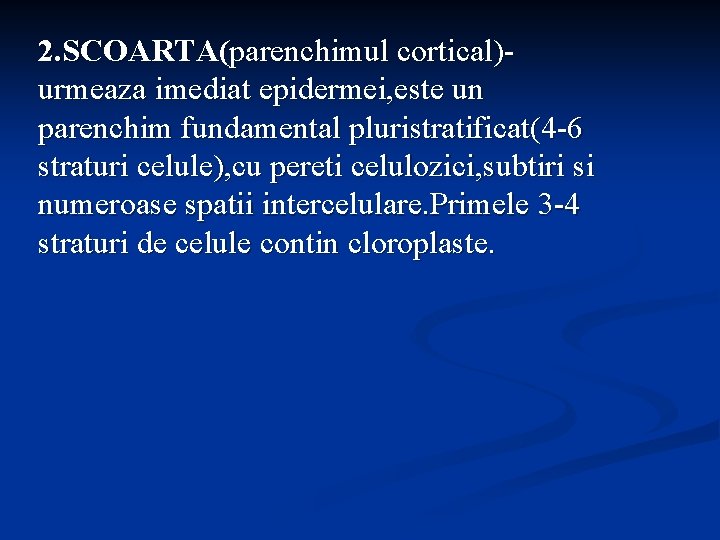 2. SCOARTA(parenchimul cortical)urmeaza imediat epidermei, este un parenchim fundamental pluristratificat(4 -6 straturi celule), cu