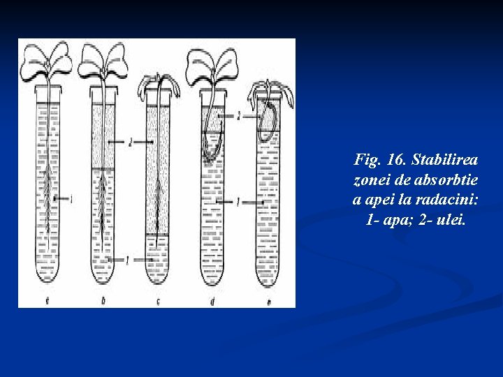 Fig. 16. Stabilirea zonei de absorbtie a apei la radacini: 1 - apa; 2