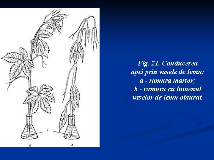 Fig. 21. Conducerea apei prin vasele de lemn: a - ramura martor; b -