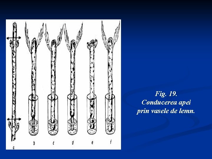 Fig. 19. Conducerea apei prin vasele de lemn. 