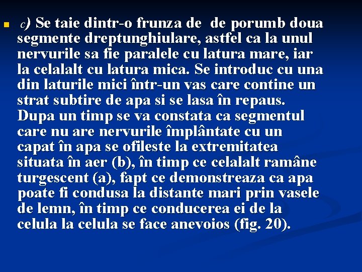 n c) Se taie dintr-o frunza de de porumb doua segmente dreptunghiulare, astfel ca