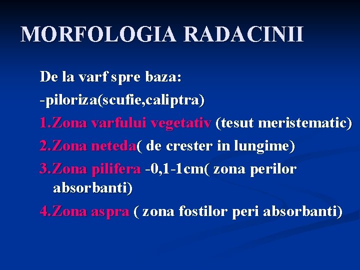 MORFOLOGIA RADACINII De la varf spre baza: -piloriza(scufie, caliptra) 1. Zona varfului vegetativ (tesut