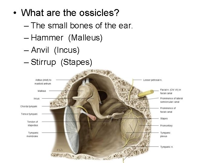  • What are the ossicles? – The small bones of the ear. –