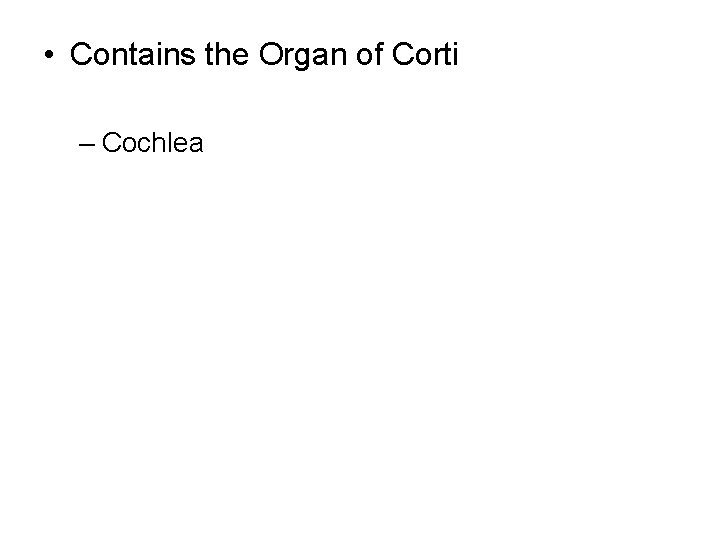  • Contains the Organ of Corti – Cochlea 