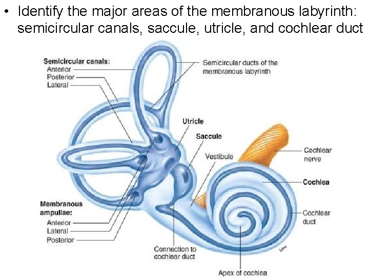 • Identify the major areas of the membranous labyrinth: semicircular canals, saccule, utricle,