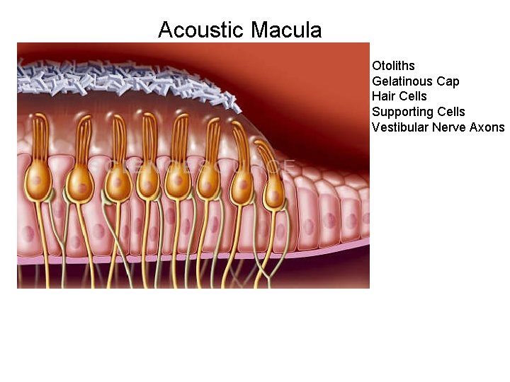 Acoustic Macula Otoliths Gelatinous Cap Hair Cells Supporting Cells Vestibular Nerve Axons 