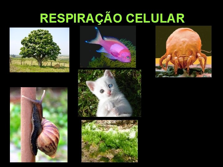 RESPIRAÇÃO CELULAR 