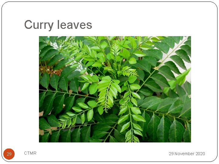 Curry leaves 29 CTMR 29 November 2020 