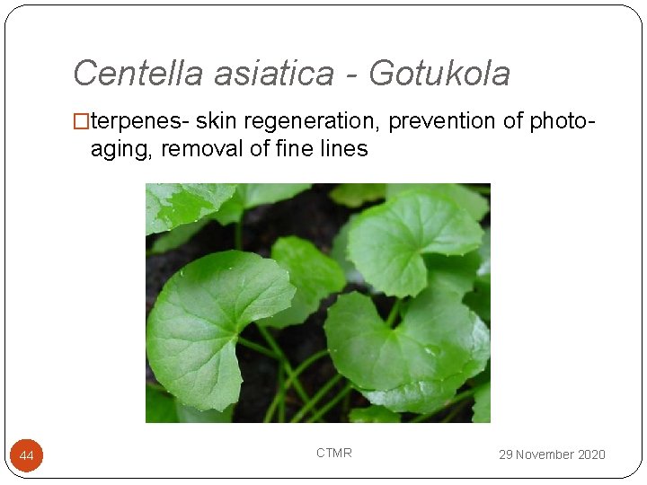 Centella asiatica - Gotukola �terpenes- skin regeneration, prevention of photo- aging, removal of fine