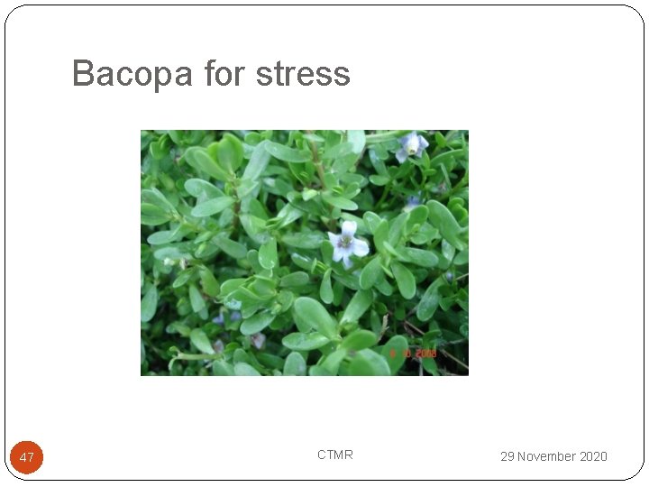 Bacopa for stress 47 CTMR 29 November 2020 