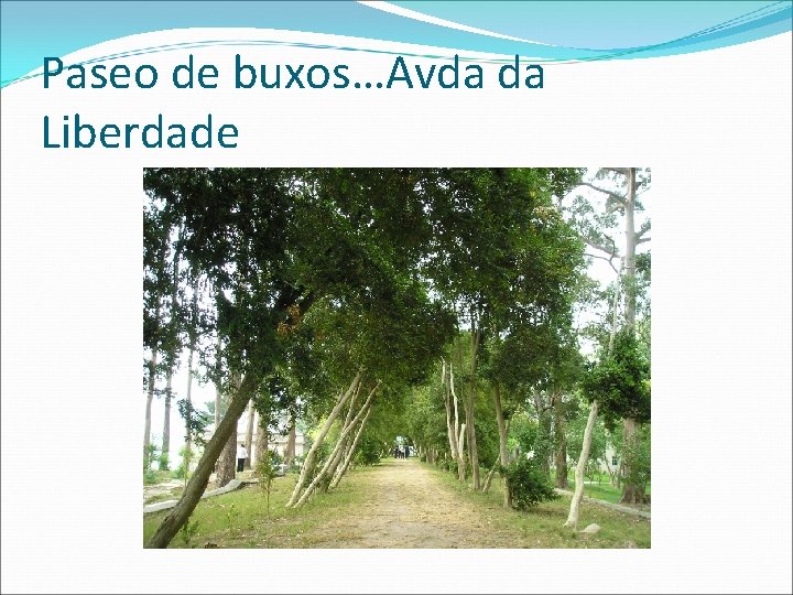 Paseo de buxos…Avda da Liberdade 